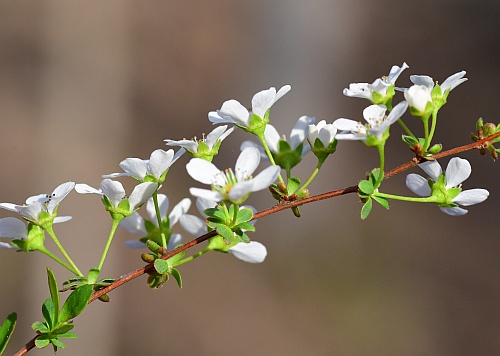 Spiraea_thunbergii_inflorescence1.jpg