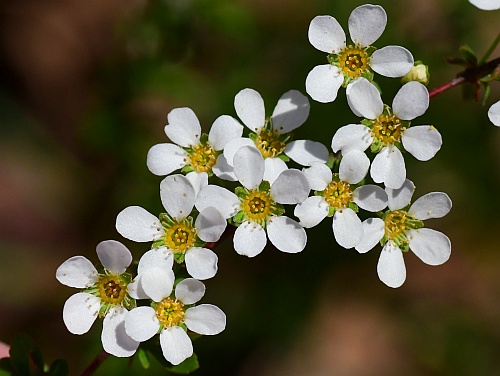 Spiraea_thunbergii_inflorescence2.jpg