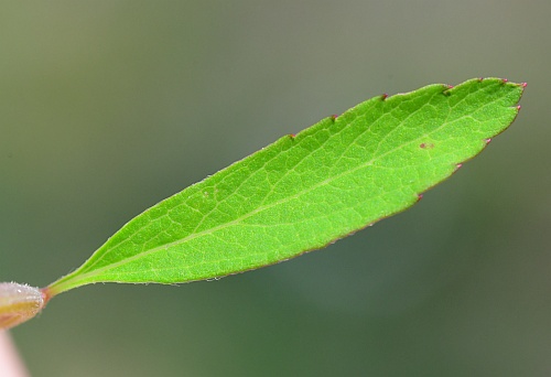 Spiraea_thunbergii_leaf1.jpg
