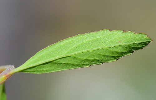 Spiraea_thunbergii_leaf2.jpg