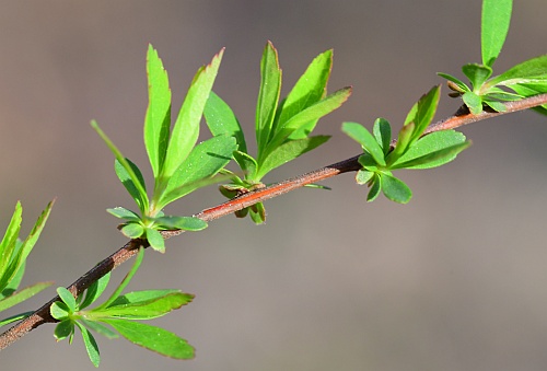 Spiraea_thunbergii_leaves.jpg