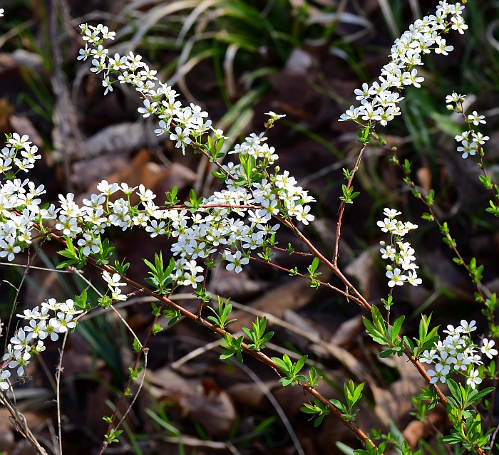 Spiraea_thunbergii_plant.jpg