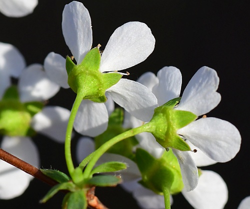 Spiraea_thunbergii_sepals.jpg