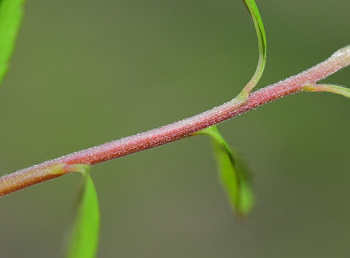Spiraea_thunbergii_stem.jpg