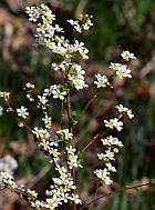 Spiraea thunbergii thumbnail