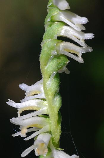 Spiranthes_cernua_flowers2.jpg