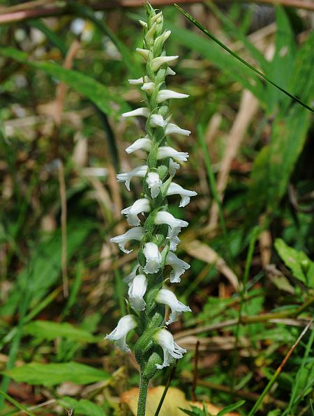 Spiranthes_cernua_plant.jpg