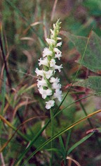 Spiranthes cernua thumbnail