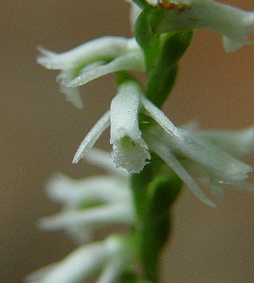 Spiranthes_lacera_flower.jpg