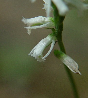 Spiranthes_lacera_flower2.jpg