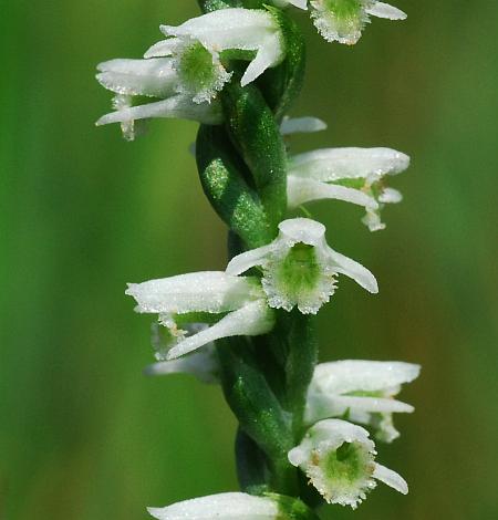 Spiranthes_lacera_flowers.jpg