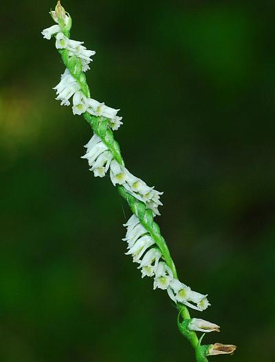 Spiranthes_lacera_inflorescence.jpg