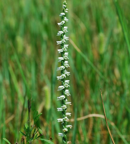 Spiranthes_lacera_plant.jpg