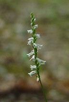 Spiranthes lacera thumbnail