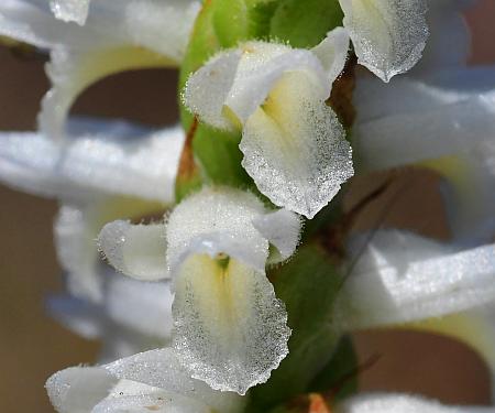 Spiranthes_magnicamporum_flowers1.jpg