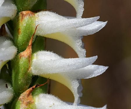 Spiranthes_magnicamporum_flowers2.jpg