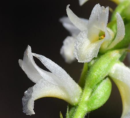 Spiranthes_magnicamporum_flowers3.jpg