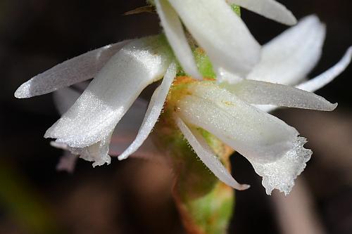 Spiranthes_magnicamporum_flowers4.jpg