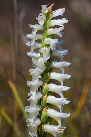 Spiranthes_magnicamporum_inflorescence.jpg