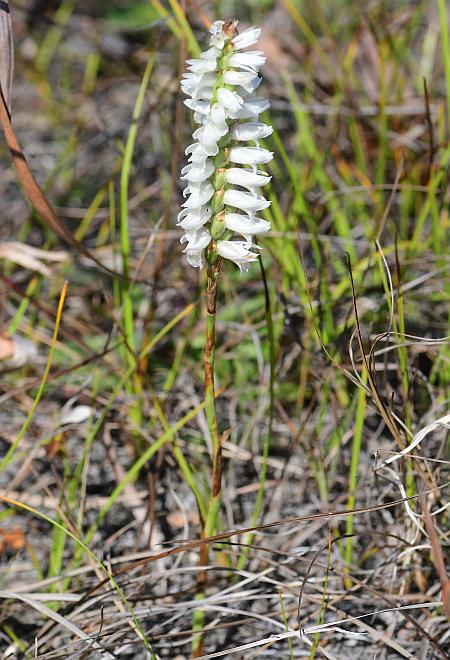 Spiranthes_magnicamporum_plant.jpg