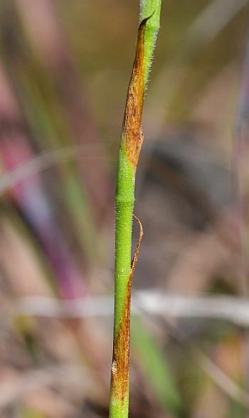 Spiranthes_magnicamporum_stem.jpg