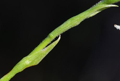 Spiranthes_magnicamporum_stem2.jpg