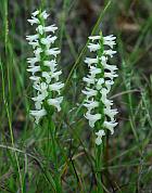 Spiranthes magnicamporum thumbnail