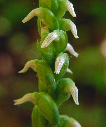 Spiranthes_ovalis_flowers.jpg