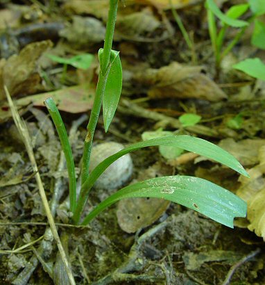 Spiranthes_ovalis_leaves.jpg