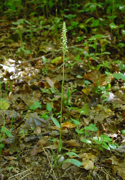 Spiranthes_ovalis_plant.jpg