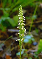 Spiranthes ovalis thumbnail