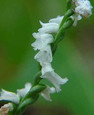 Spiranthes_tuberosa_flowers.jpg