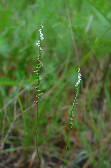 Spiranthes_tuberosa_plant.jpg