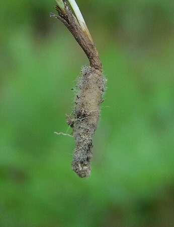 Spiranthes_tuberosa_root.jpg