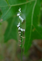 Spiranthes tuberosa thumbnail