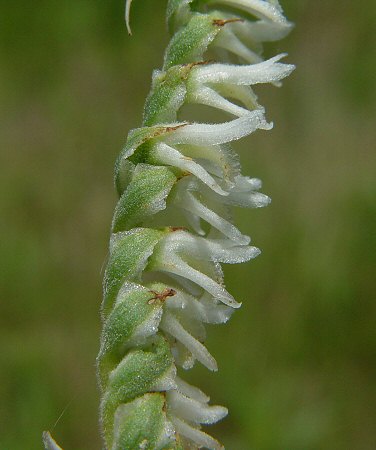 Spiranthes_vernalis_flower1.jpg