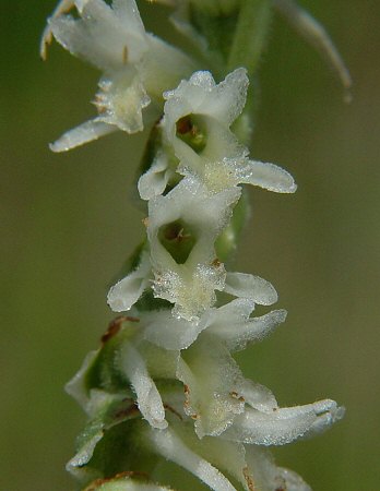 Spiranthes_vernalis_flower2.jpg