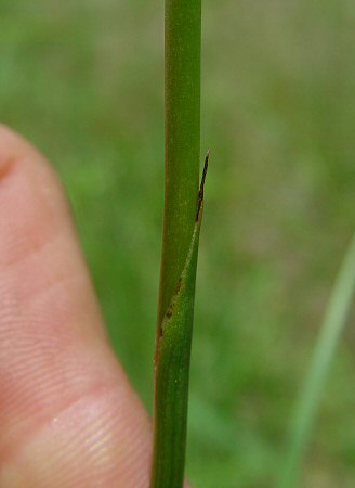 Spiranthes_vernalis_lower_stem.jpg