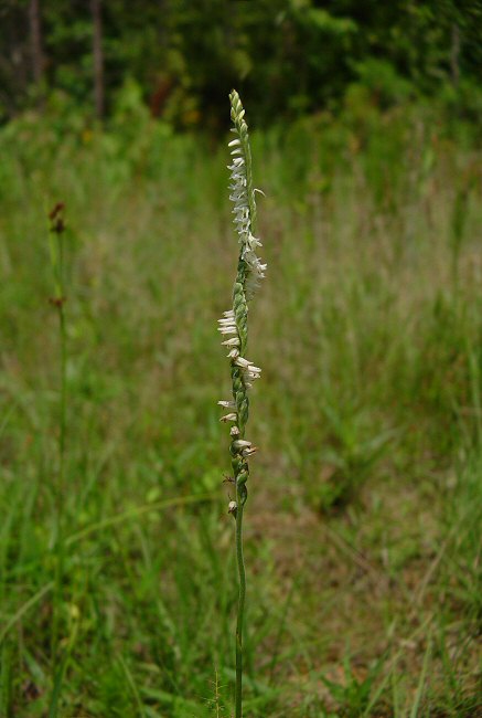 Spiranthes_vernalis_plant.jpg