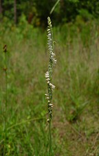 Spiranthes vernalis thumbnail