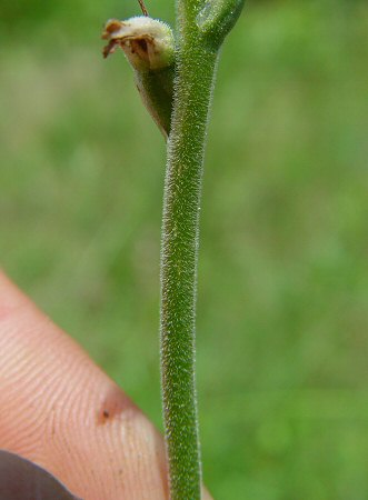 Spiranthes_vernalis_upper_stem.jpg