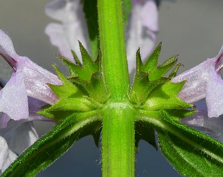 Stachys_pilosa_calyces.jpg