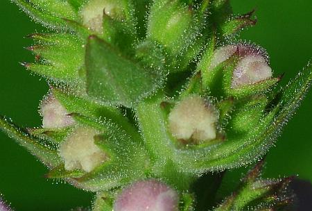 Stachys_pilosa_calyces2.jpg