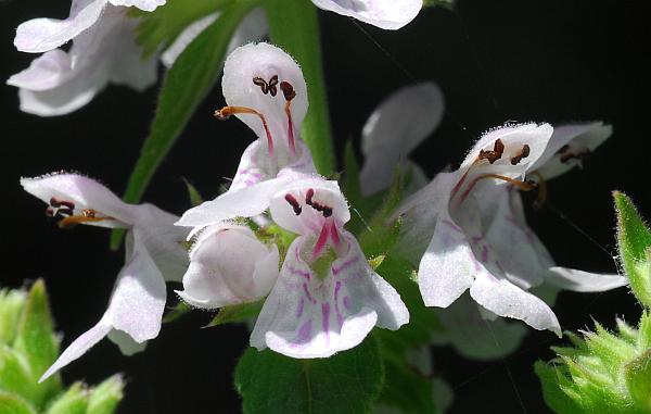 Stachys_pilosa_corollas.jpg