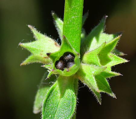 Stachys_pilosa_fruits.jpg