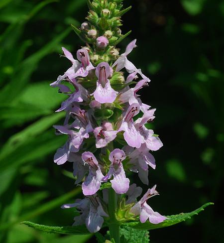 Stachys_pilosa_inflorescence.jpg