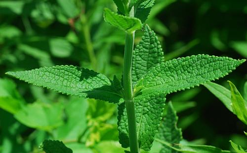 Stachys_pilosa_leaves2.jpg