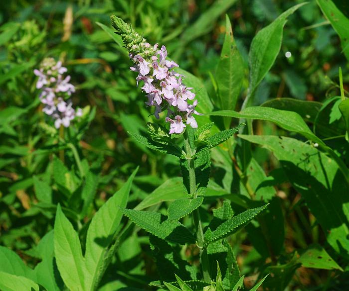 Stachys_pilosa_plant.jpg