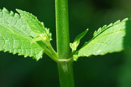 Stachys_pilosa_stem.jpg