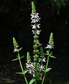 Stachys pilosa thumbnail